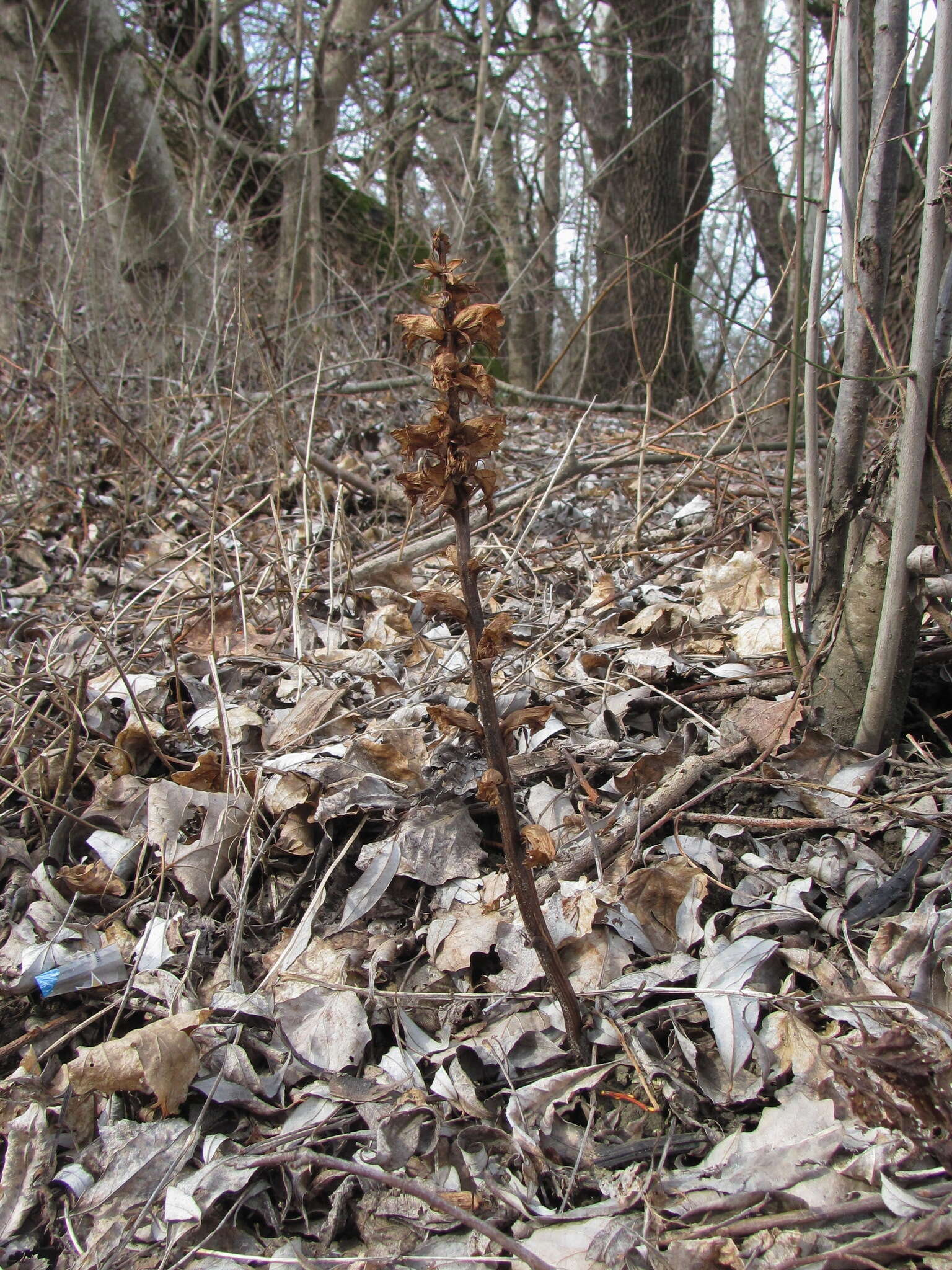 Imagem de Orobanche laxissima Uhlich & Rätzel