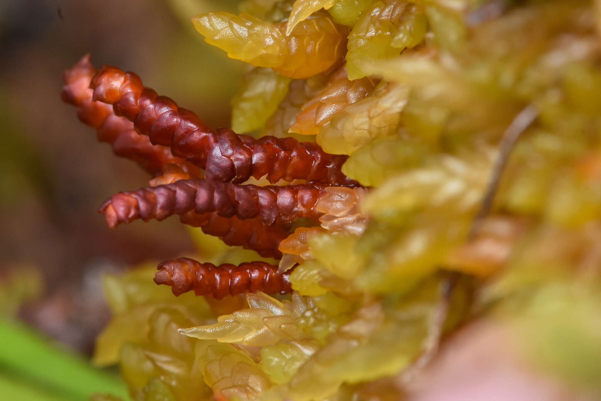 Image of Pleurozia purpurea Lindb.