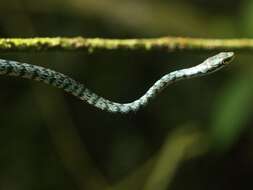 صورة Leptophis ahaetulla bocourti Boulenger 1898