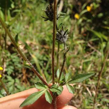 Bidens triplinervia Kunth的圖片