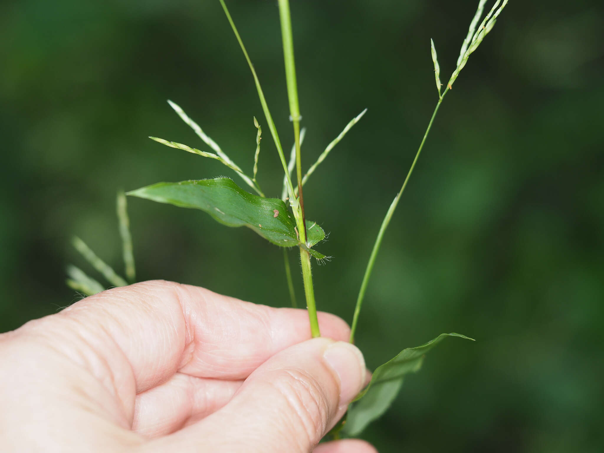 Image of carpgrass