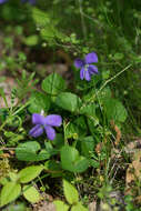 Image of common dog-violet