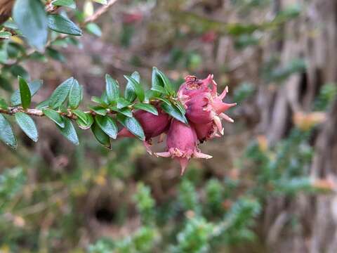 Image of Trochocarpa cunninghamii (DC.) W. M. Curtis