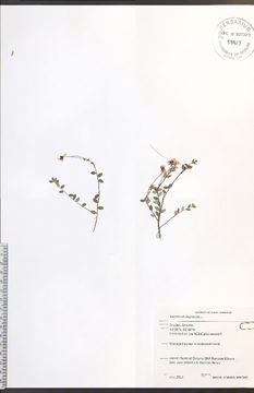 Image of small cranberry