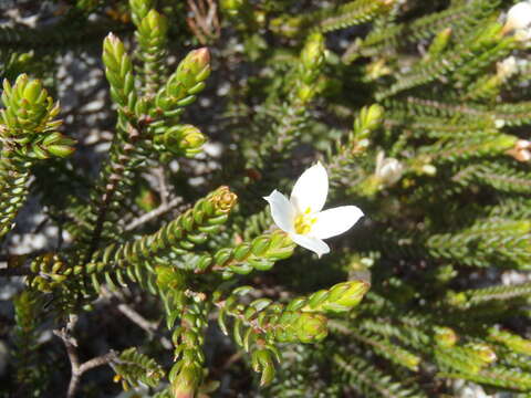 Image of Greater mountain carnation