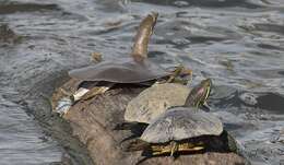 Image of Midland Smooth Softshell Turtle