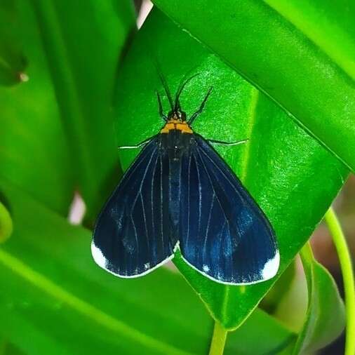 Plancia ëd Calodesma quadrimaculata Hering 1925