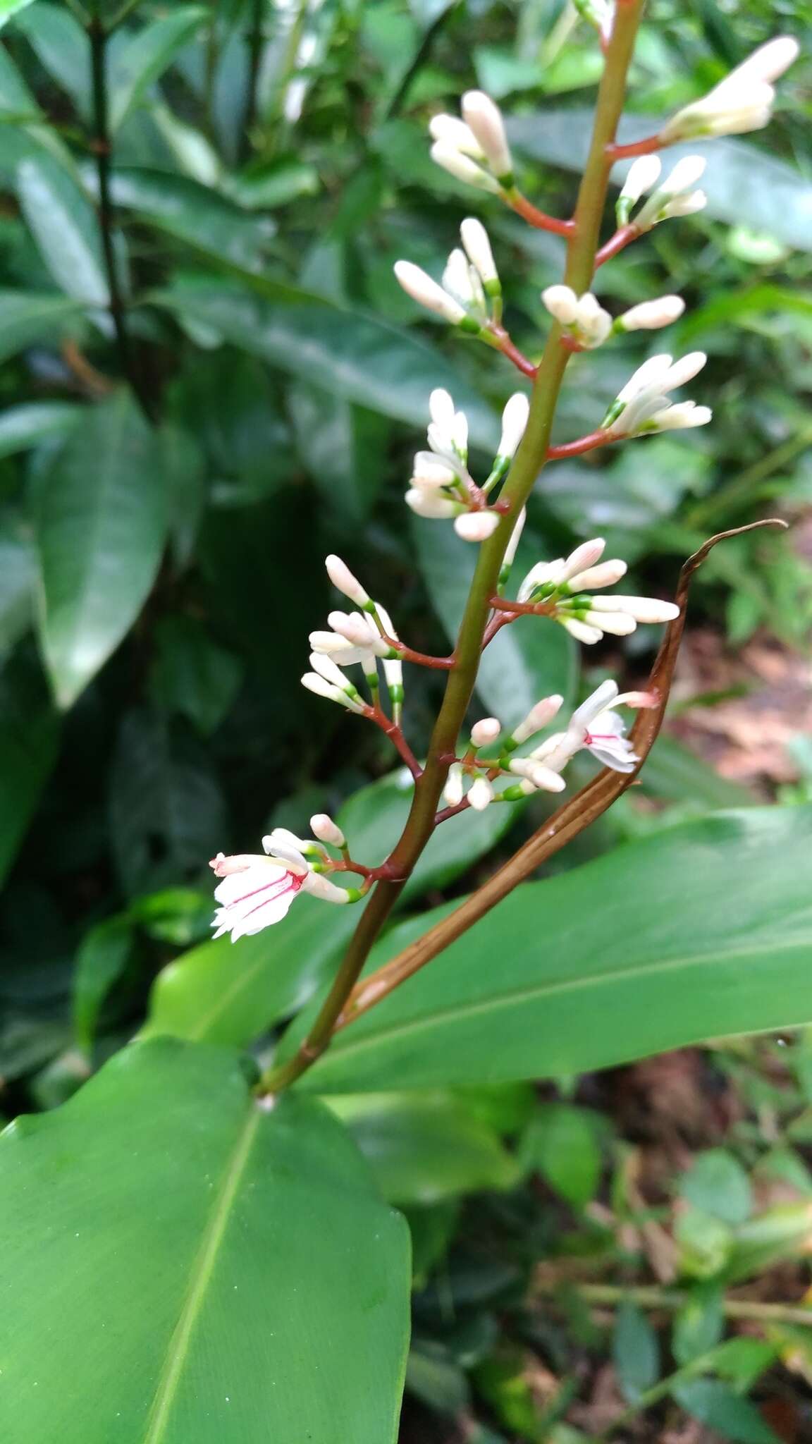 Image of Alpinia intermedia Gagnep.