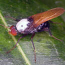 Image of Eupsilocephala albodorsalis Winterton 2006