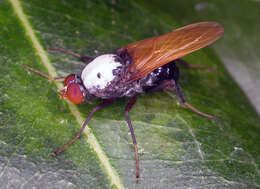 Image of Eupsilocephala