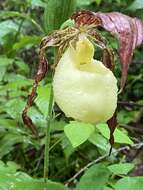 Image of Kentucky lady's slipper