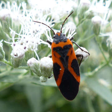 Image of False Milkweed Bug