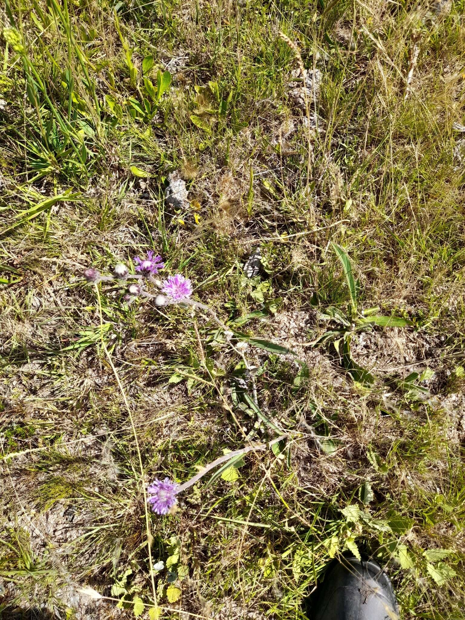 Слика од Chrysolaena flexuosa (Sims) H. Rob.