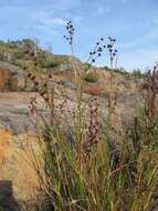 Imagem de Juncus alpinoarticulatus Chaix