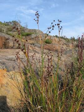 Слика од Juncus alpinoarticulatus Chaix