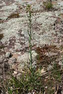 Image of Boivin's Rockcress