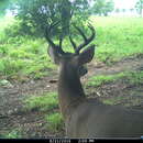 Image of Odocoileus virginianus veraecrucis Goldman & Kellogg 1940