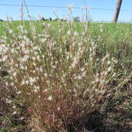 Image of splitbeard bluestem