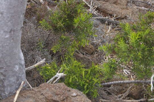 Plancia ëd Scutia spicata (Humboldt & Bonpland ex Roem. & Schult.) Weberbauer