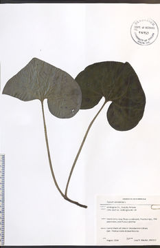Image of Canadian wildginger
