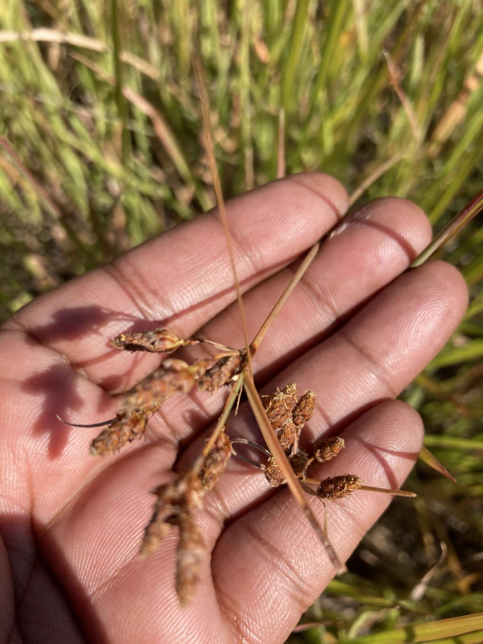 Sivun Fimbristylis dichotoma (L.) Vahl kuva