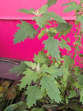 Chenopodium suecicum J. Murr resmi