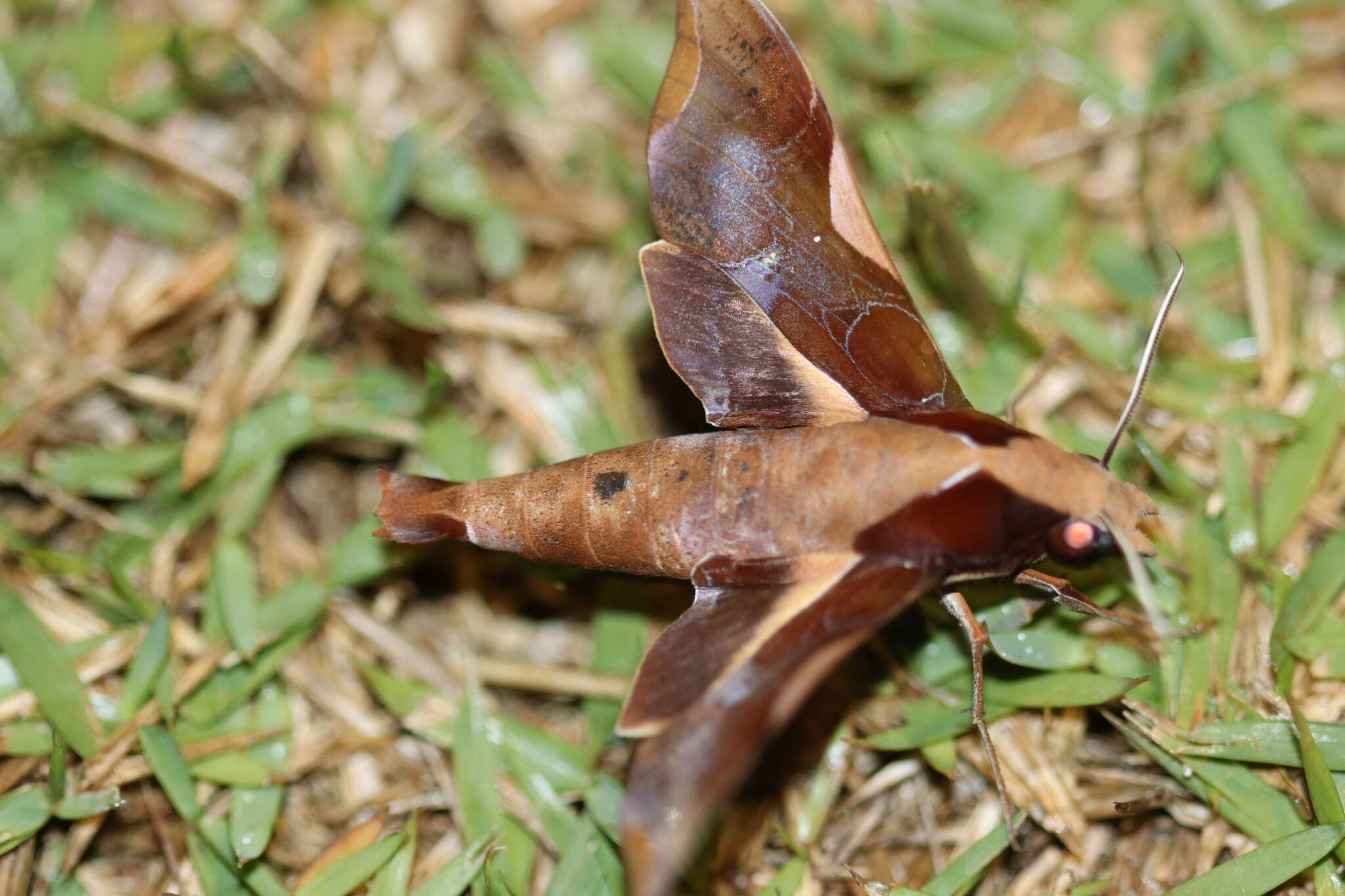 Image of Callionima nomius (Walker 1856)