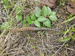 Image of Duméril's Whorltail Iguana