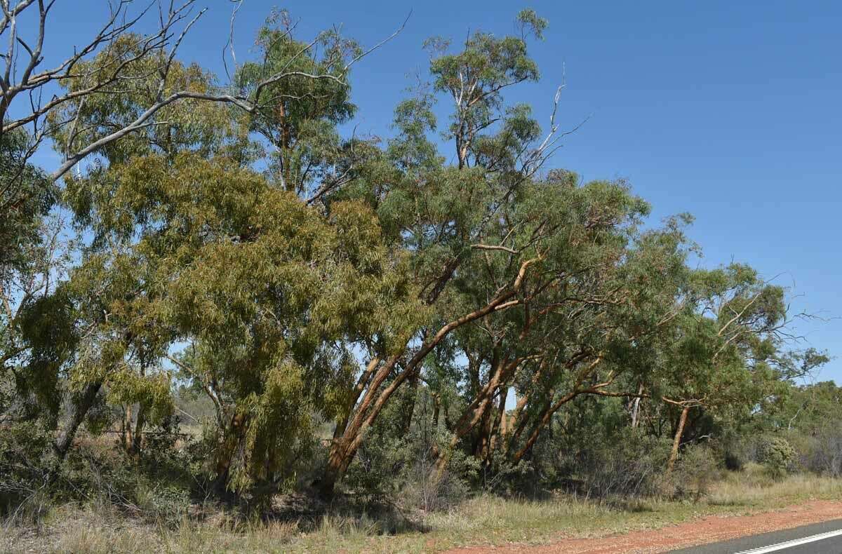 Image of Eucalyptus similis Maiden