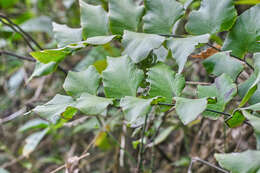 Adiantum petiolatum Desv.的圖片