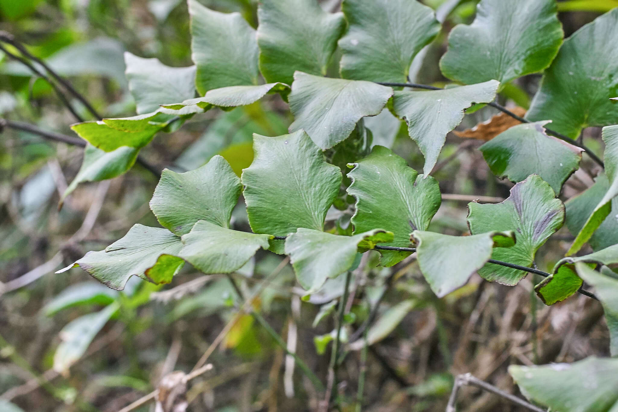 Adiantum petiolatum Desv.的圖片