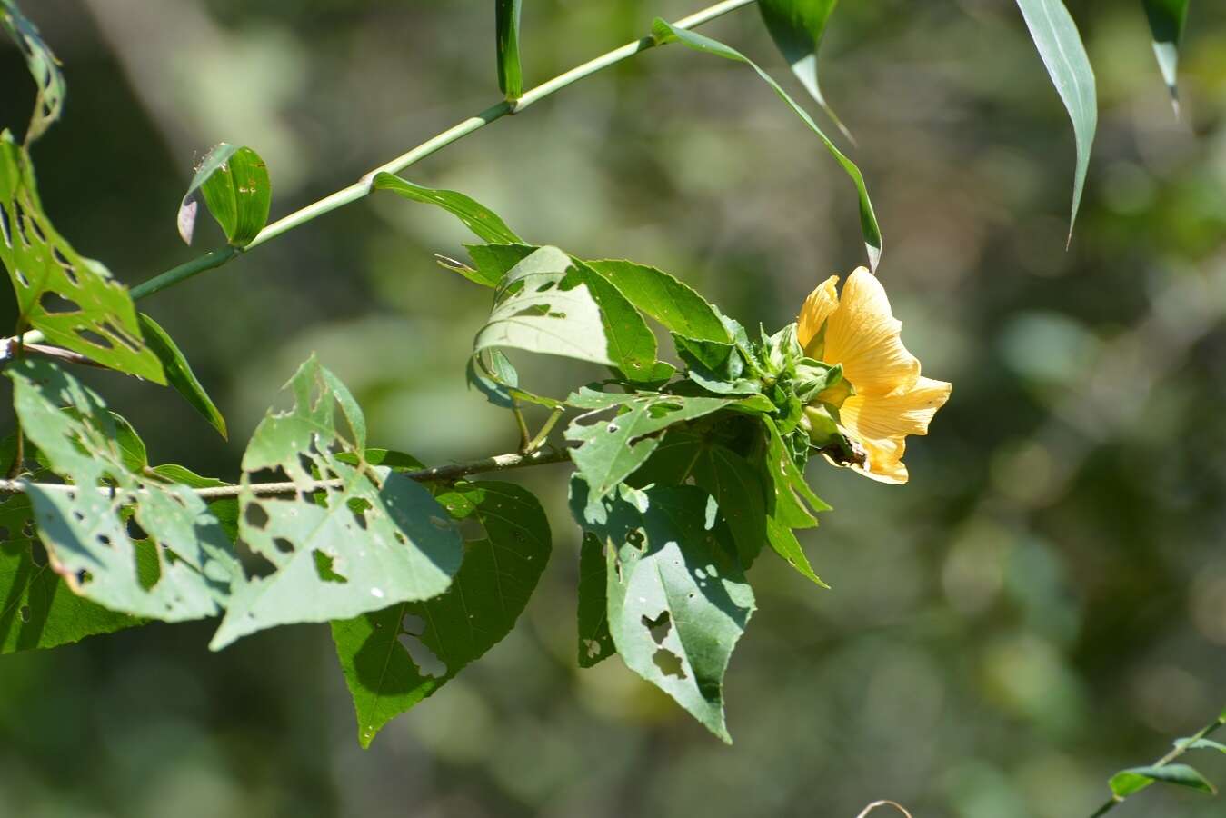 Plancia ëd Dendrosida sharpiana (Miranda) Fryxell