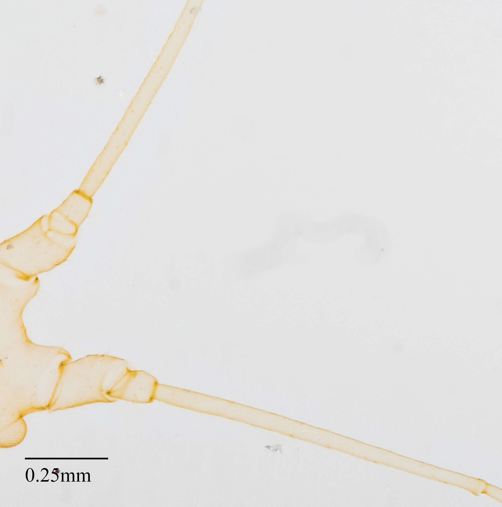 Imagem de Illinoia (Amphorinophora) crystleae (Smith, C. F. & Knowlton 1939)