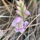 Image of Gladiolus vernus Oberm.