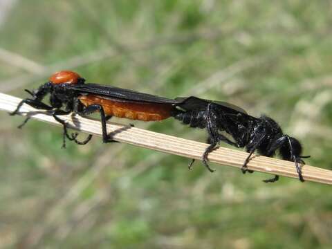 Image of Bibio rufiventris (Duda 1930)