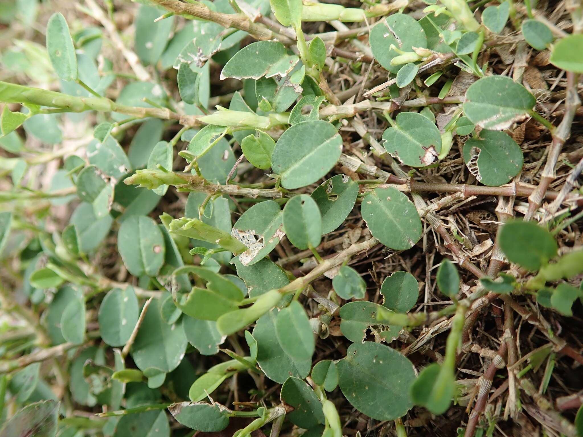 Image of white moneywort