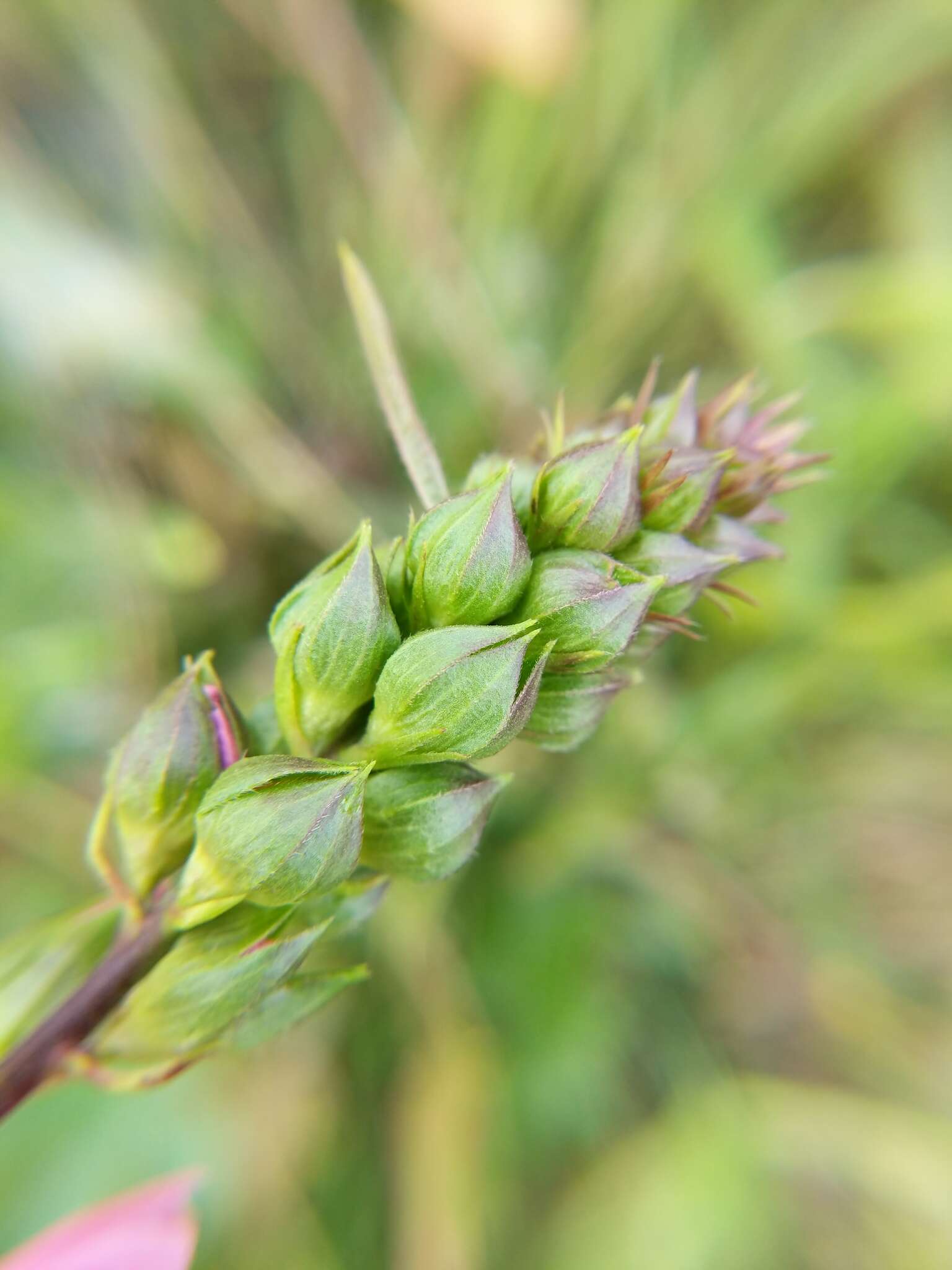 Image of Henderson's Checkerbloom