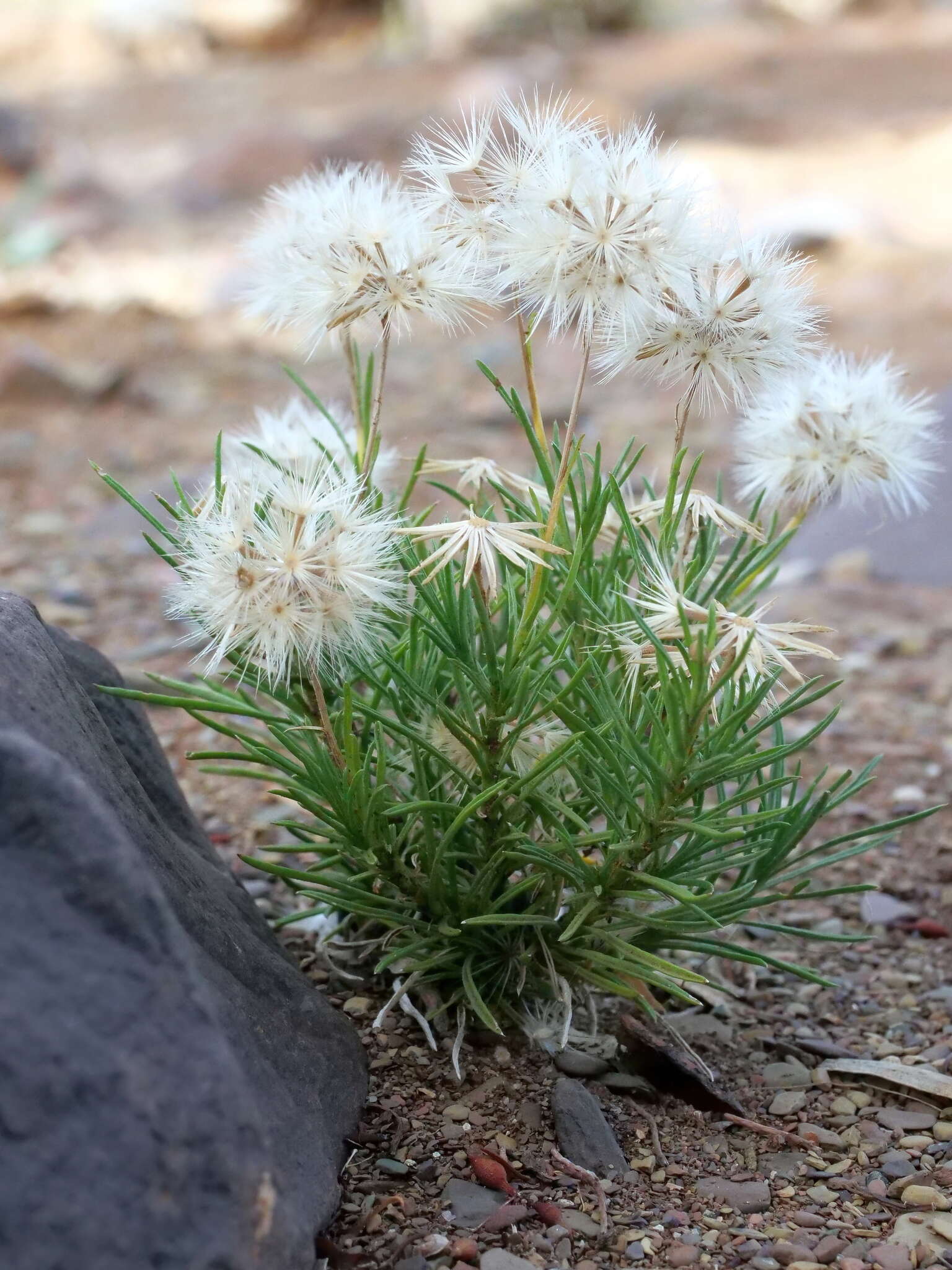 Image of Vittadinia blackii N. T. Burbidge