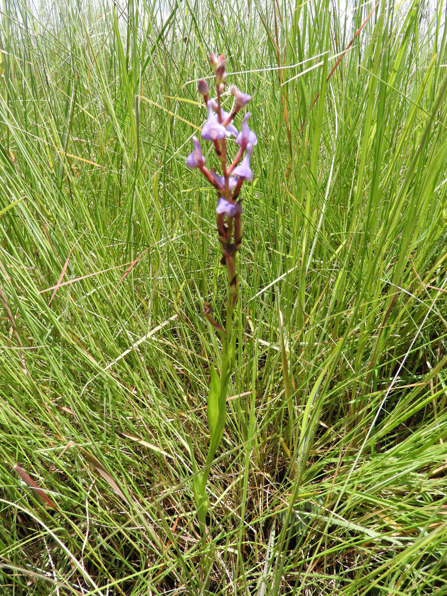 Image of Disa equestris Rchb. fil.