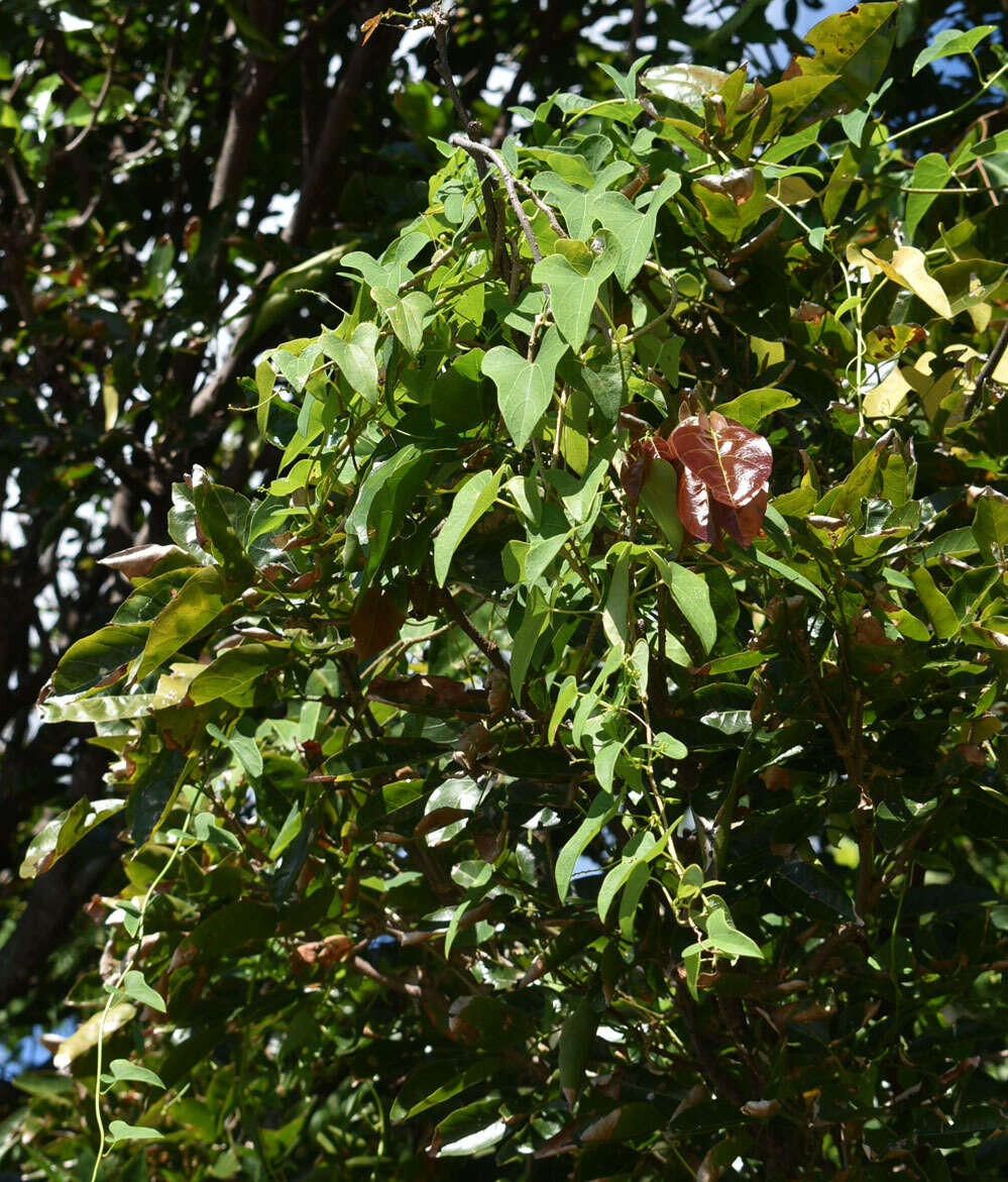 Image of Tinospora smilacina Benth.