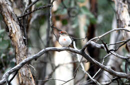 Image of Red-capped Robin