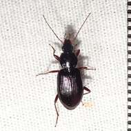 Agonum (Olisares) punctiforme (Say 1823)的圖片