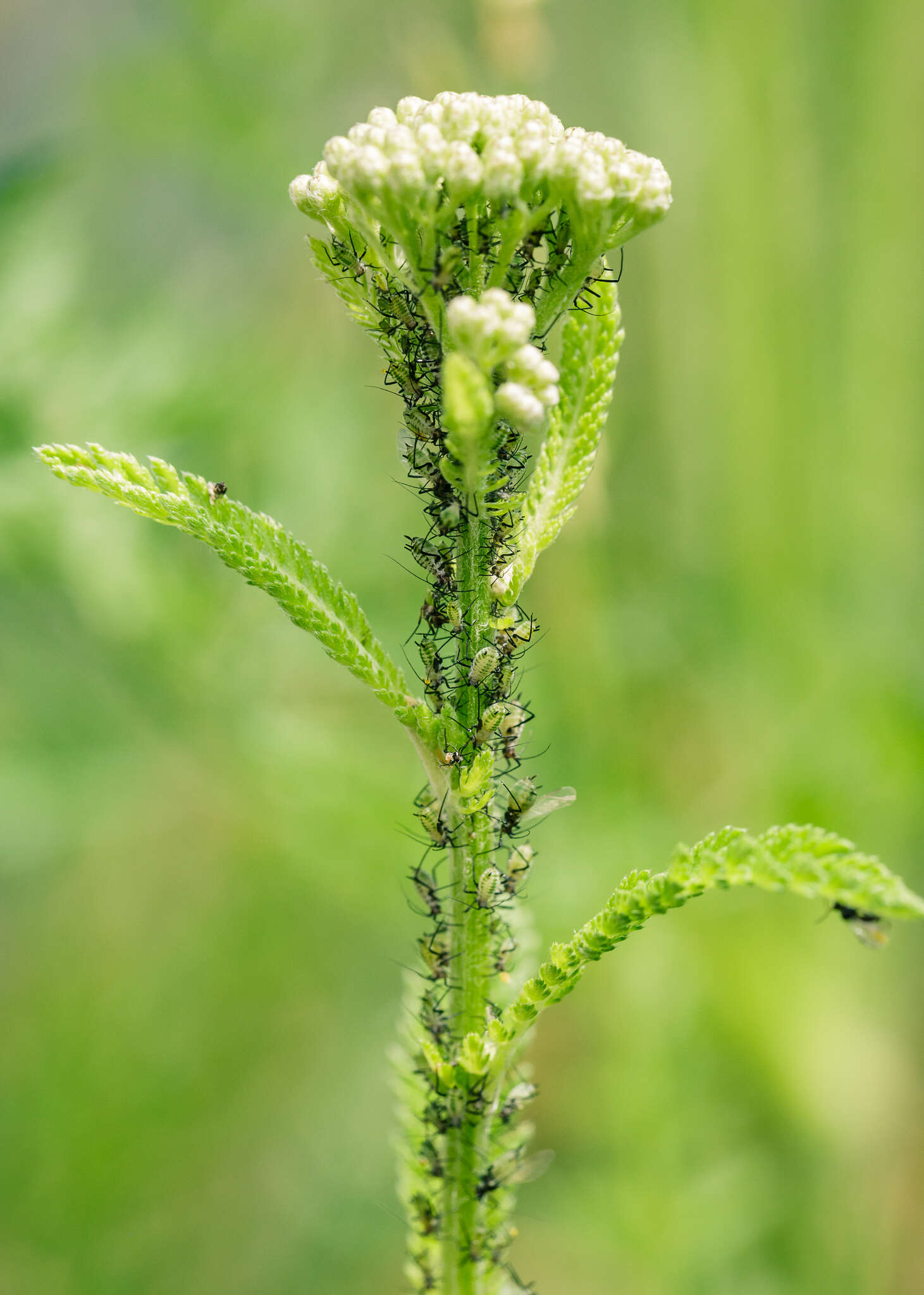 Sivun Macrosiphoniella (Macrosiphoniella) millefolii (De Geer 1773) kuva