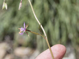 Plancia ëd Clarkia stellata Mosquin