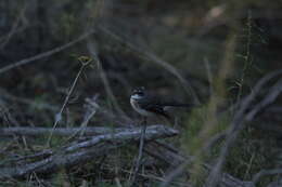 Image of Rhipidura albiscapa preissi Cabanis 1851