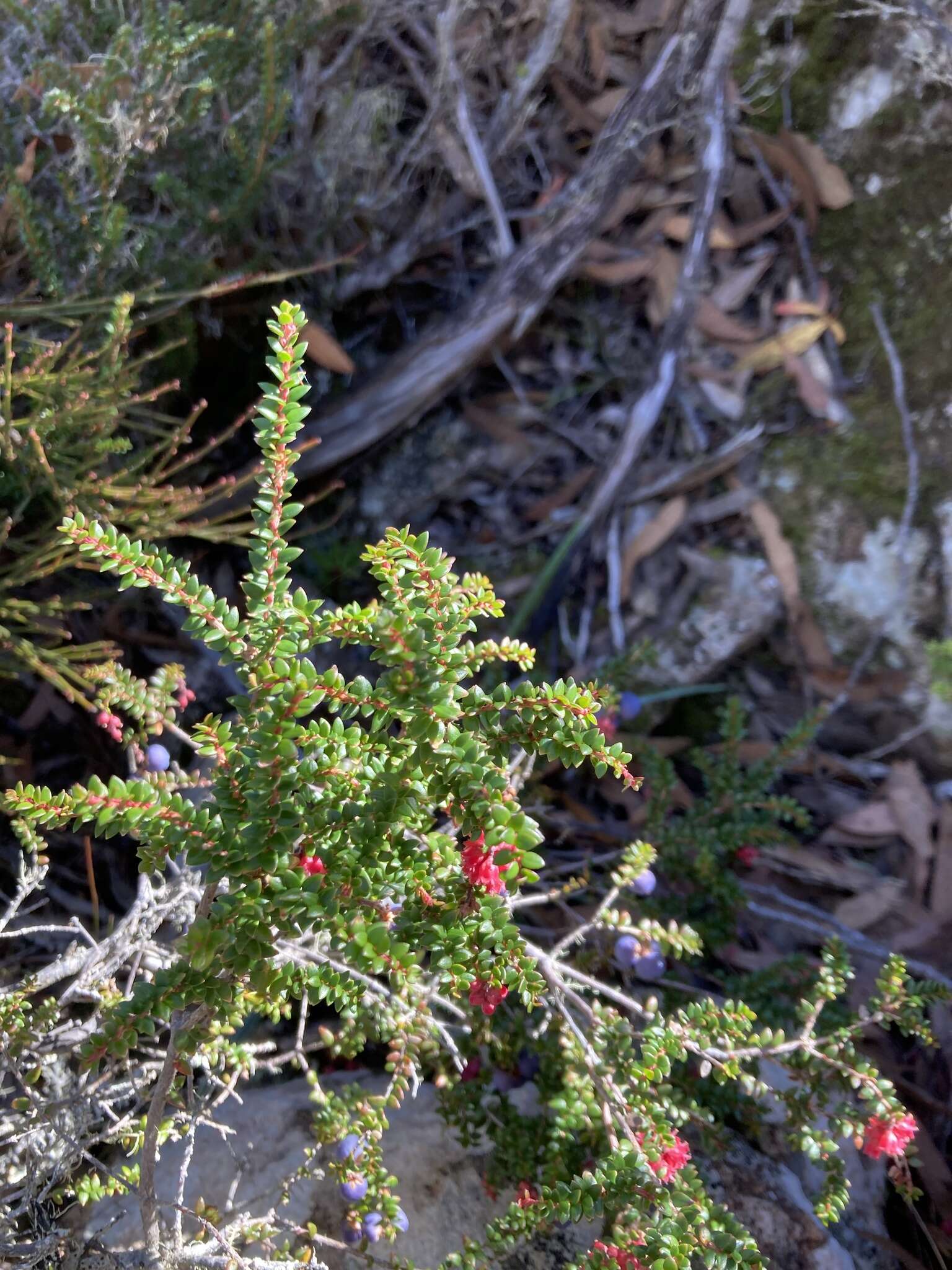 صورة Trochocarpa thymifolia (R. Br.) Sprengel