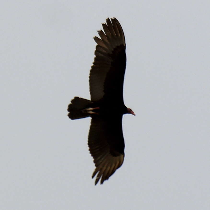 Image of Greater Yellow-headed Vulture