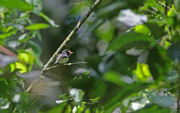 Imagem de Poecilotriccus capitalis (Sclater & PL 1857)