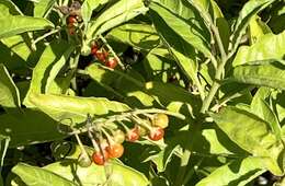 Image of Bahama Nightshade