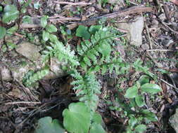 Image of Asplenium bulbiferum Forst.